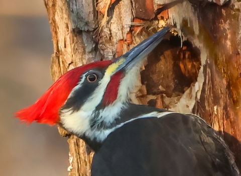 Pileated woodpecker on the side of a brown tree trunk where you can see it is creating a nesting cavity. The bird is all black except having a bright red crest and white stripes running from the head down the neck.