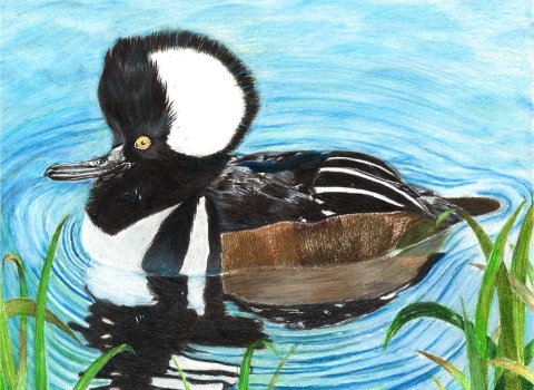 Hooded Merganser in color pencil composition