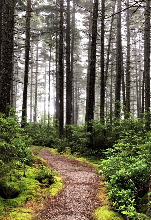 a walking path through tall pines