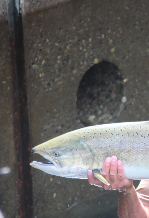 A man in waders and sunglasses holds up a large salmon horizontally with both hands.