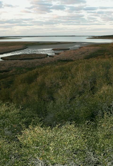 A view of wetlands from above