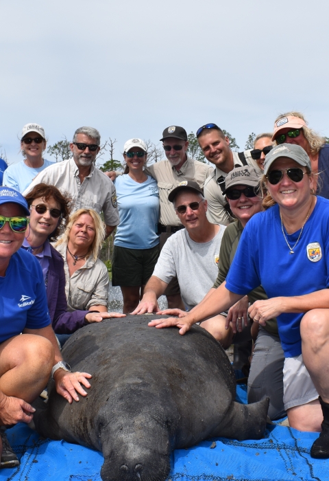 a group of people surrounding a manatee laying on a blue tarp