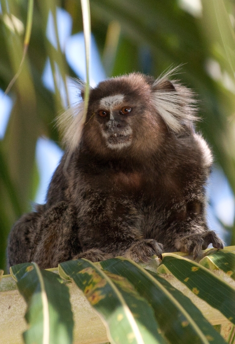 a small brown monkey with a white face and white tufts near their ears