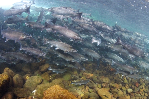 A huge school of silver fishes swimming in a stream