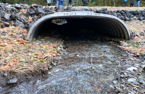 A culvert made of corrugated metal with water flowing out of it. The very bottoms of people standing above the creek are visible above the culvert.