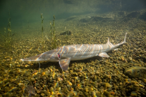 Pallid sturgeon