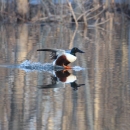 An image of a Northern Shoveler landing in a wetland.