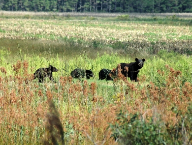 A black bear and her cubs cross a meadow.