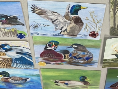 A collection of nine pieces of artwork of ducks, featuring various poses, backgrounds, and species.