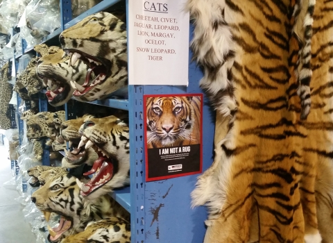Confiscated tiger heads, pelts, and other illegal wildlife products housed at the U.S. Fish and Wildlife Service's National Wildlife Property Repository