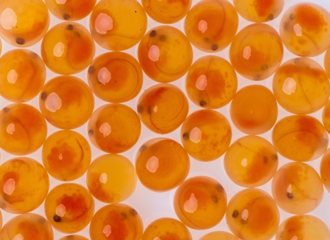 Orange fish eggs on a white background.