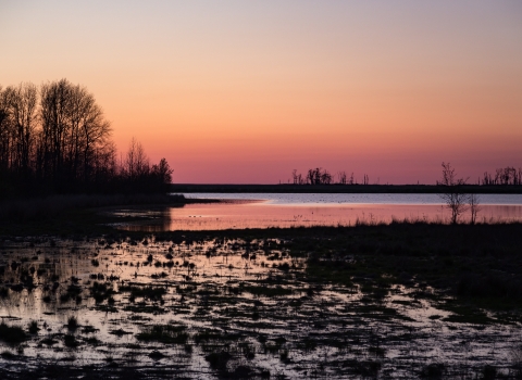 Sunrise over wetland with treeline silhouette in the distance.