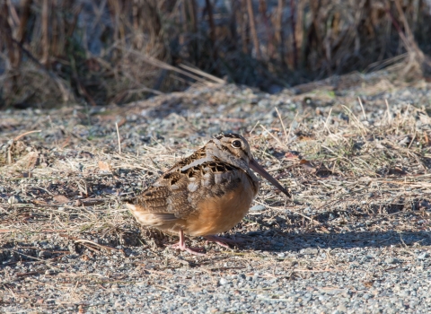 American woodcock
