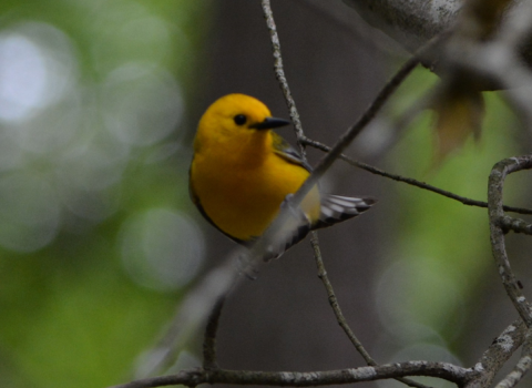 a yellow warbler with darker wings shows its profile