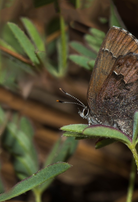 A small brown butterfly rests on a green plant
