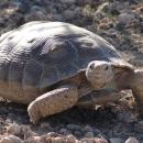 Desert Tortoise walking in the desert
