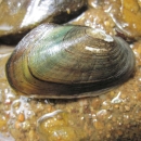A striated mussel on a rock with bluish green and brown coloring.