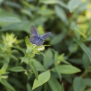 a silvery-blue butterfly with black margin wings sitting on green vegetation