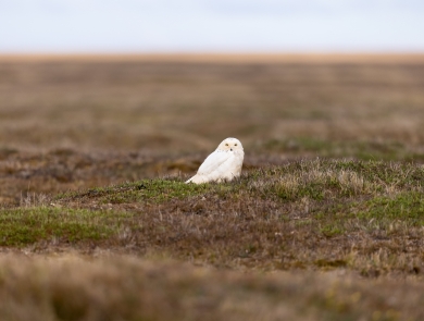 Large white bird sitting on a tundra grassland landscape with the horizon in the background