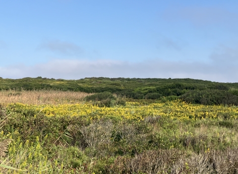 A landscape covered with scrubby coastal vegetation 