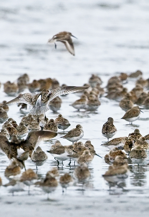 Photo of a large flock of shorebirds standing or landing in shallow water.