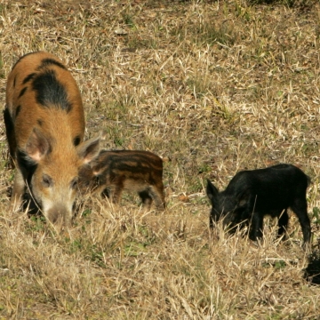 Half a dozen wild hogs feeding in a field of brown grass