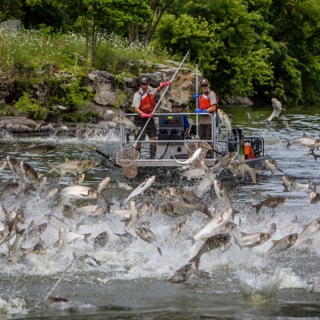 boat with service employees electrofishing with multiple fish jumping out of water