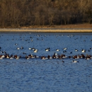 Raft of Canvasback ducks sit and feed on the river