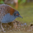 A blue and tan bird.