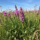 Dotted Blazing Star Wildflower
