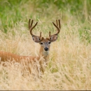 Deer with antlers pauses in tall, dry grass and looks towards camera. 