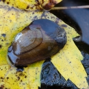 Freshwater mussel. An aquatic bivalve mollusk