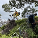 A yellow helicopter approaches a densely vegetated tropical hillside. A thin wire fence wraps up and around the hill. 