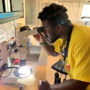 A young man in a bright yellow shirt leans in to look through a microscope in a lab. 