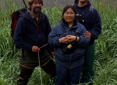 Three researchers stand in some vegetation near a beach where there is large collection of pacific walrus beached. 