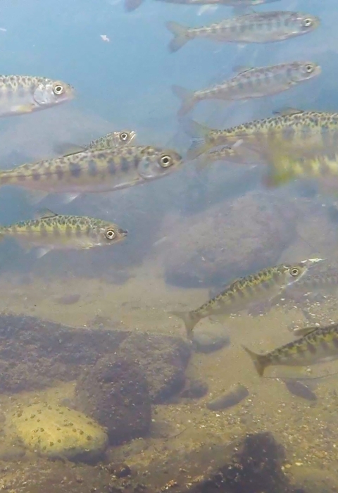 Underwater photo of small fish swimming in a body of water with a rocky bottom