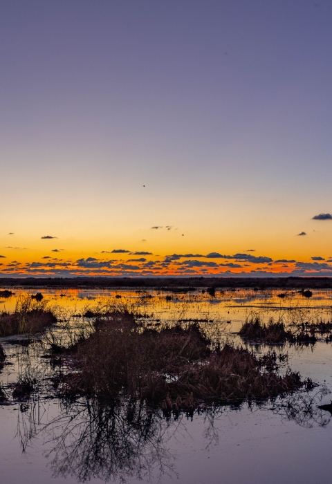 sunset at a coastal marsh