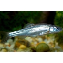 Small silver-colored fish in water
