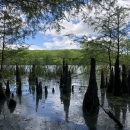 Cypress knees among the skyline