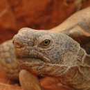 Mojave Desert Tortoise