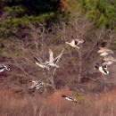 Mallards and Northern Pintails take flight over the Eufaula National Wildlife Refuge along the Houston Unit.