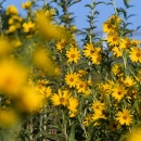 the frame is filled with bright yellow blossoms of Maximilian sunflowers