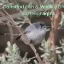 grey bird sitting in tree