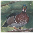 Painting of Wood Duck 