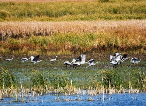 Large-winged gray birds flay over fields and water