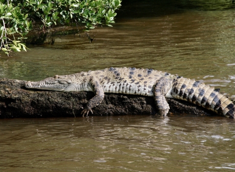 A crocodile suns on a log.