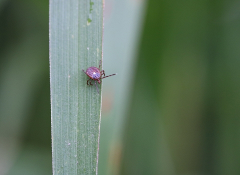 Close up of a purplish red female lone star tick on grass. 