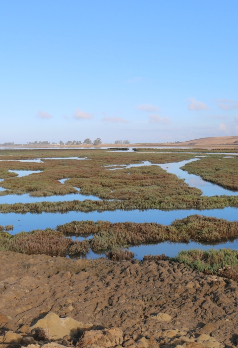 View of California's Elkhorn Slough 