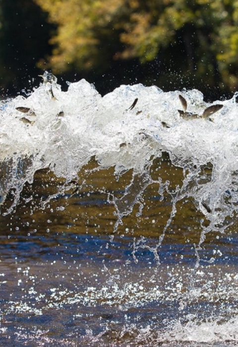 Stocking Atlantic salmon smolts
