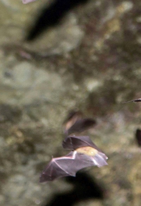 About a dozen gray bats flying in a cave
